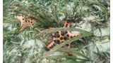 Two orange starfish with black knobs partially hidden among underwater seagrass on sandy ocean floor