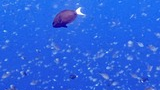 Large school of small fish swimming in clear blue ocean water with one larger fish with a white tail fin among them