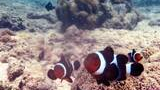 Several clownfish swimming near coral and rocky seafloor underwater