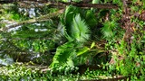 Dense tropical forest with a variety of green leafy plants and tall trees covered in climbing vines