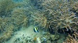 Tropical coral reef underwater with a small black, white, and yellow striped fish near branching coral