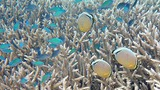 Colorful small blue fish and yellow butterflyfish swimming above dense coral branches