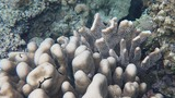 Close-up view of various coral formations in clear water, showing different textures and shapes on the reef