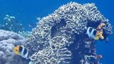 Two butterflyfish swimming near a large coral formation underwater