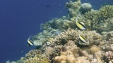 colorful coral reef with various coral formations and three black, white, and yellow tropical fish swimming near the reef under clear blue water