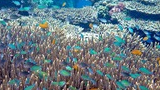 Dense coral reef teeming with small colorful tropical fish in clear blue water