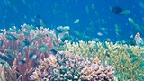 Colorful coral reef densely populated with small tropical fish swimming around various coral formations underwater