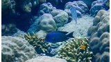 Underwater scene with various corals and several small tropical fish swimming among them