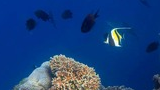 Colorful coral formations with various small tropical fish swimming around in deep blue ocean water