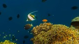 Colorful coral reef with various tropical fish swimming nearby in clear blue water