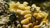 Small black and white fish swimming among yellow and white coral formations under clear water