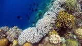 Underwater scene of colorful coral reef with various small black and yellow fish swimming around