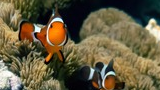 Two orange and white clownfish swimming near anemones on a coral reef