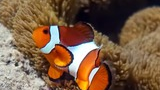 Bright orange clownfish with white stripes swimming near beige coral