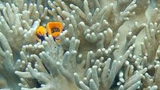 Two small clownfish nestled within pale branching coral underwater