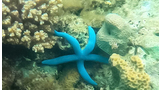 bright blue starfish on coral reef surrounded by various corals and marine life