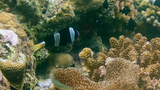 Black and white striped fish swimming among various corals in a colorful underwater reef