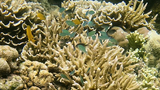 Coral reef with diverse coral formations and small tropical fish swimming among the branches