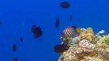 School of small dark fish swimming above diverse coral reef with one colorful striped fish visible