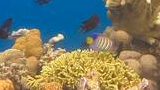 Colorful tropical fish swimming around diverse coral formations underwater in clear blue ocean water