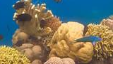 Colorful coral reef with various types of coral and multiple small fish swimming around