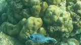 Small blue fish swimming near large bulbous coral formations underwater