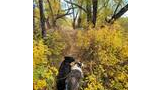 Two dogs standing on a narrow dirt path surrounded by yellow and green autumn foliage and tall trees
