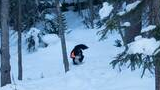 Black and white dog wearing an orange vest running through a snow-covered forest with evergreen trees and snow on the branches