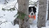 Black and white dog with blue eyes and an orange bandana sitting in the snow between tree trunks