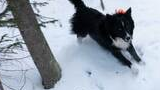 Black and white dog running energetically through deep snow near trees in a winter forest