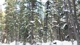 Snow-covered forest with tall evergreen trees and a black and white dog partially visible among the snow