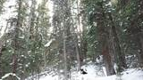 A snowy forest slope with tall evergreen trees and a black and white dog resting on the snow among the trees