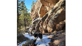 black and white border collie standing on a snow-covered trail next to large rocky boulders with pine trees in the background under a clear blue sky
