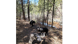 Three dogs wearing backpacks standing on a forest trail near a body of water with tall trees and sunlight filtering through