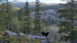 Black dog standing on a rocky outcrop overlooking a forested mountain landscape with tall pine trees and sunlit distant peaks
