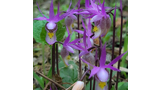 Cluster of delicate purple and white wildflowers with striped and spotted patterns, growing among green foliage