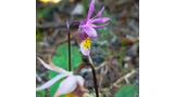 Close-up of two delicate orchid flowers with purple and pink petals and yellow centers growing among green leaves and brown forest floor debris