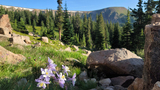 Close-up of light purple wildflowers growing among rocks and green grass in a forested mountain landscape with a blue sky above