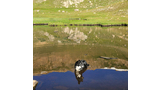 Black and white border collie standing in a calm mountain pond with grassy and rocky hills reflected in the water