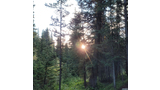Sunlight shining through dense evergreen trees next to a narrow forest path with green undergrowth