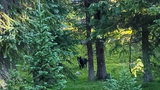 black dog standing in a dense green forest clearing surrounded by tall fir trees with sunlight filtering through