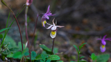 small wildflowers with pale pink, white, and yellow petals growing among green leaves and grass on the forest floor