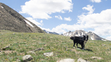 Black and white dog standing on a grassy alpine meadow with rocky mountain peaks in the background under a partly cloudy sky