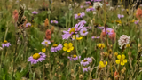 Field of wildflowers including purple daisies, yellow blossoms, and pink flowers with various grasses in a natural setting