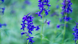 Close-up of tall purple flowers with green stems and leaves in a natural outdoor setting with a blurred green background