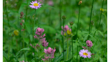 Wildflowers including small purple daisies and pink clustered blooms growing among green foliage in a meadow