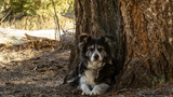 Border collie lying down with front paws crossed beside the base of a large tree in a forested area with dry ground and scattered pinecones