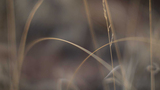 Close-up of delicate dry grass stems softly blurred against a muted brown and gray background