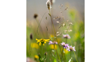 Close-up of wildflowers and grasses in soft sunlight with a gentle, blurred background