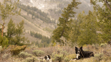 Two border collies lying down among shrubs and grass with a forested mountain slope in the background